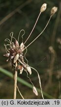 Allium oleraceum (czosnek zielonawy)