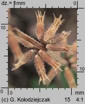 Clinopodium acinos (czyÅ›cica drobnokwiatowa)