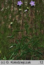 Campanula persicifolia (dzwonek brzoskwiniolistny)