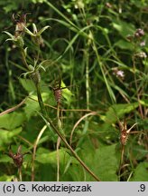 Campanula persicifolia (dzwonek brzoskwiniolistny)