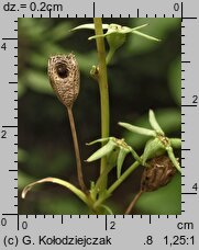 Campanula persicifolia (dzwonek brzoskwiniolistny)