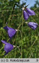 Campanula persicifolia (dzwonek brzoskwiniolistny)