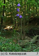 Campanula persicifolia (dzwonek brzoskwiniolistny)