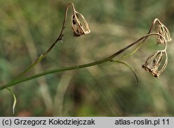 Campanula rotundifolia (dzwonek okrągłolistny)