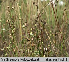 Campanula rotundifolia (dzwonek okrągłolistny)