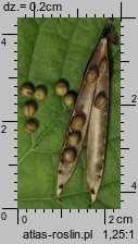 Lathyrus vernus (groszek wiosenny)