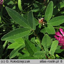 Trifolium alpestre (koniczyna dwukÅ‚osowa)