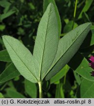 Trifolium alpestre (koniczyna dwukÅ‚osowa)