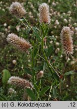 Trifolium arvense (koniczyna polna)