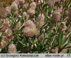 Trifolium arvense (koniczyna polna)