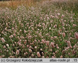 Trifolium arvense (koniczyna polna)