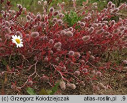 Trifolium arvense (koniczyna polna)