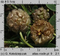 Trifolium fragiferum ssp. fragiferum (koniczyna rozdęta typowa)