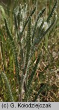 Achillea pannonica (krwawnik pannoński)