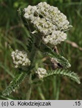 Achillea pannonica (krwawnik pannoński)