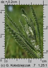 Achillea pannonica (krwawnik pannoński)