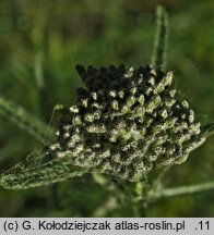 Achillea pannonica (krwawnik pannoński)