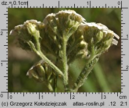 Achillea pannonica (krwawnik pannoński)