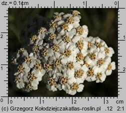 Achillea pannonica (krwawnik pannoński)