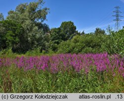 Lythrum salicaria (krwawnica pospolita)