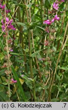 Lythrum salicaria (krwawnica pospolita)