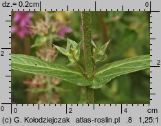 Lythrum salicaria (krwawnica pospolita)