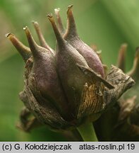 Butomus umbellatus (łączeń baldaszkowy)