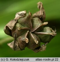 Butomus umbellatus (łączeń baldaszkowy)