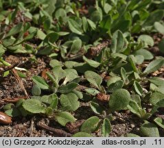 Asperugo procumbens (lepczyca rozesłana)