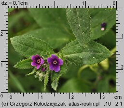 Asperugo procumbens (lepczyca rozesłana)