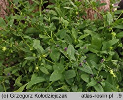 Asperugo procumbens (lepczyca rozesłana)