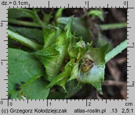 Asperugo procumbens (lepczyca rozesłana)