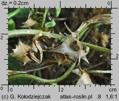 Asperugo procumbens (lepczyca rozesłana)