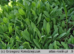 Asperugo procumbens (lepczyca rozesłana)