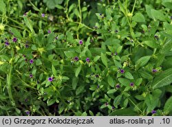 Asperugo procumbens (lepczyca rozesłana)