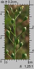 Camelina microcarpa ssp. sylvestris (lnicznik drobnoowocowy leśny)