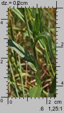 Camelina microcarpa ssp. sylvestris (lnicznik drobnoowocowy leśny)