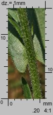 Camelina microcarpa ssp. sylvestris (lnicznik drobnoowocowy leśny)