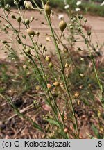 Camelina microcarpa ssp. sylvestris (lnicznik drobnoowocowy leśny)