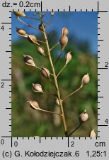 Camelina microcarpa ssp. sylvestris (lnicznik drobnoowocowy leśny)