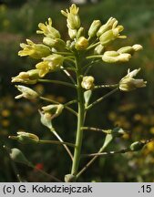 Camelina microcarpa ssp. sylvestris (lnicznik drobnoowocowy leśny)