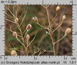 Camelina microcarpa ssp. sylvestris (lnicznik drobnoowocowy leśny)