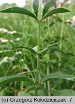Saponaria officinalis (mydlnica lekarska)