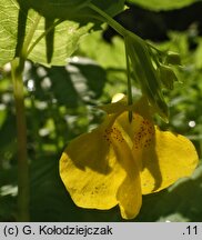 Impatiens noli-tangere (niecierpek pospolity)