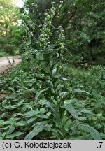 Cynoglossum officinale (ostrzeń pospolity)