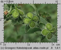 Cynoglossum officinale (ostrzeń pospolity)