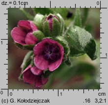 Cynoglossum officinale (ostrzeń pospolity)