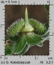 Cynoglossum officinale (ostrzeń pospolity)