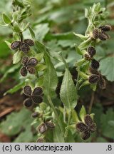 Cynoglossum officinale (ostrzeń pospolity)