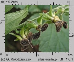 Cynoglossum officinale (ostrzeń pospolity)